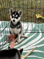 Chaako, a female Alaskan Klee Kai for sale in Maynard, MN – 1 of 2