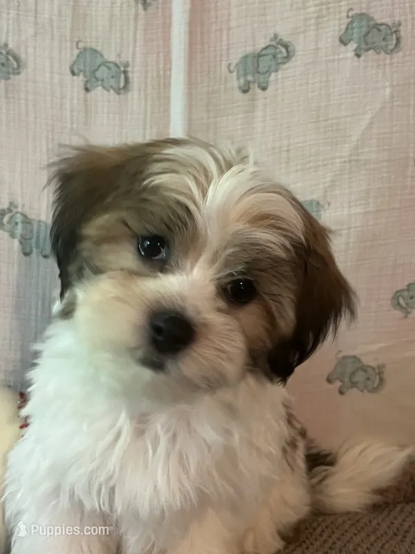 Buddy – Maltese, Shih Tzu puppy for sale in Maynard, MN