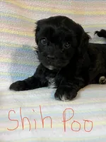 Tasha, a female Shihpoo for sale in Maynard, MN – 2 of 5