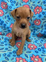 Daisey, a female Miniature Pinscher for sale in Maynard, MN – 5 of 6