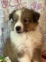 Rosia , a female Shetland Sheepdog for sale in Maynard, MN – 2 of 9