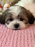 Mazie, a female Maltese and Shih Tzu for sale in Maynard, MN – 7 of 8