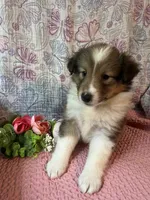 Chazzy, a female Shetland Sheepdog for sale in Maynard, MN – 6 of 6