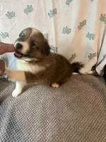Riko, a male Shetland Sheepdog for sale in Maynard, MN – 5 of 7