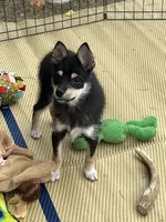 Spice Girl, a female Shiba Inu for sale in Maynard, MN – 6 of 6