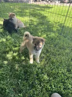 Teddy, a male Shiba Inu for sale in Maynard, MN – 8 of 8