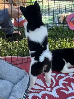 Oreo, a female Shiba Inu for sale in Maynard, MN – 3 of 9
