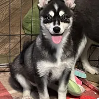 Blue Babe, a female Alaskan Klee Kai and Pomsky for sale in Maynard, MN – Photo 3 of 4