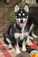 Blue Babe, a female Alaskan Klee Kai and Pomsky for sale in Maynard, MN – Photo 3 of 4
