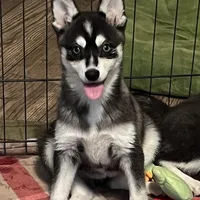 Blue Babe, a female Alaskan Klee Kai and Pomsky for sale in Maynard, MN – Photo 2 of 4