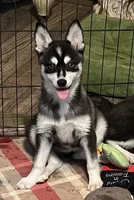 Blue Babe, a female Alaskan Klee Kai and Pomsky for sale in Maynard, MN – Photo 2 of 4