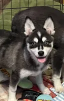 Blue Babe, a female Alaskan Klee Kai and Pomsky for sale in Maynard, MN – Photo 1 of 4