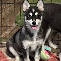 Blue Babe, a female Alaskan Klee Kai and Pomsky for sale in Maynard, MN – Photo 4 of 4