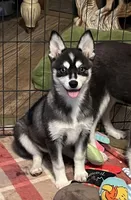 Blue Babe, a female Alaskan Klee Kai and Pomsky for sale in Maynard, MN – Photo 4 of 4