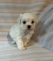 Bella, a female Maltese for sale in Maynard, MN – 5 of 9