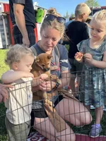 Shako, a male Shiba Inu for sale in Maynard, MN – 6 of 9