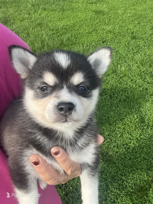 Zor – Alaskan Klee Kai puppy for sale in Maynard, MN