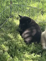 Coal, a male Shiba Inu for sale in Maynard, MN – 3 of 7