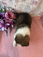 Mika, a female Shetland Sheepdog for sale in Maynard, MN – 2 of 7