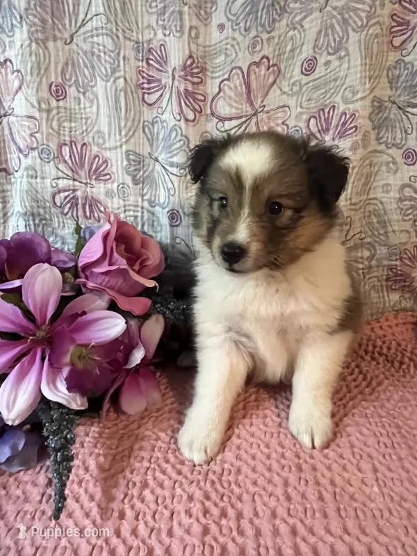 Mika – Shetland Sheepdog puppy for sale in Maynard, MN