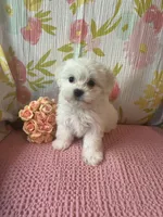 Bindy, a female Maltese and Shih Tzu for sale in Maynard, MN – 8 of 9