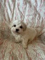 Molly, a female Maltipoo and Maltese for sale in Maynard, MN – 3 of 7