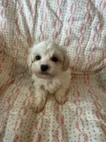 Molly, a female Maltipoo and Maltese for sale in Maynard, MN – 5 of 7