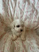 Molly, a female Maltipoo and Maltese for sale in Maynard, MN – 2 of 7