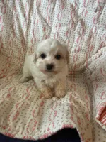 Molly, a female Maltipoo and Maltese for sale in Maynard, MN – 4 of 7