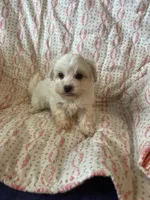 Molly, a female Maltipoo and Maltese for sale in Maynard, MN – 7 of 7