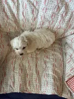 Molly, a female Maltipoo and Maltese for sale in Maynard, MN – 6 of 7