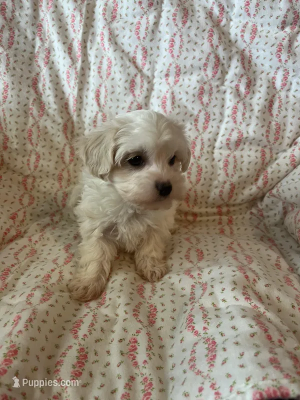 Molly, a female Maltipoo and Maltese for sale in Maynard, MN – 1 of 7