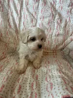 Molly, a female Maltipoo and Maltese for sale in Maynard, MN – 1 of 7