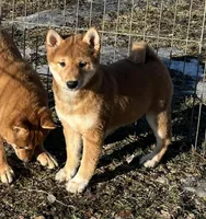 Arnie, a male Shiba Inu for sale in Maynard, MN – Photo 1 of 4