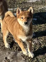 Arnie, a male Shiba Inu for sale in Maynard, MN – Photo 3 of 4