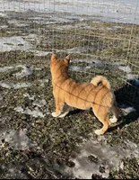 Arnie, a male Shiba Inu for sale in Maynard, MN – Photo 4 of 4