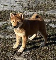 Arnie, a male Shiba Inu for sale in Maynard, MN – Photo 2 of 4