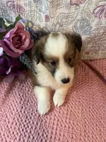 Shwazie, a female Shetland Sheepdog for sale in Maynard, MN – 8 of 8