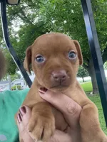 Dolly, a female Miniature Pinscher for sale in Maynard, MN – 3 of 4