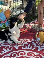 Oreo, a female Shiba Inu for sale in Maynard, MN – 8 of 9