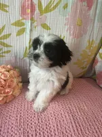 Mindy, a female Maltese and Shih Tzu for sale in Maynard, MN – 3 of 9