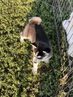 Skylar, a female Alaskan Klee Kai for sale in Maynard, MN – 10 of 10