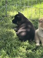 Coal, a male Shiba Inu for sale in Maynard, MN – 7 of 7