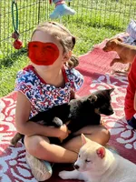 Jasmine, a female Shiba Inu for sale in Maynard, MN – 2 of 5