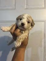 Spike, a male Maltese and Poodle - Toy  for sale in Maynard, MN – 2 of 3