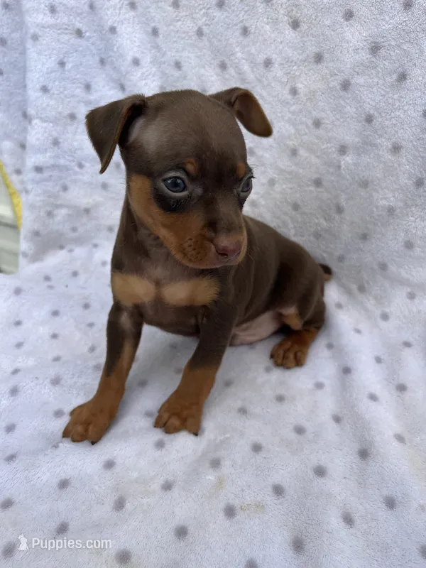 Dante – Miniature Pinscher puppy for sale in Maynard, MN
