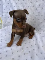Dante, a male Miniature Pinscher for sale in Maynard, MN – 1 of 6