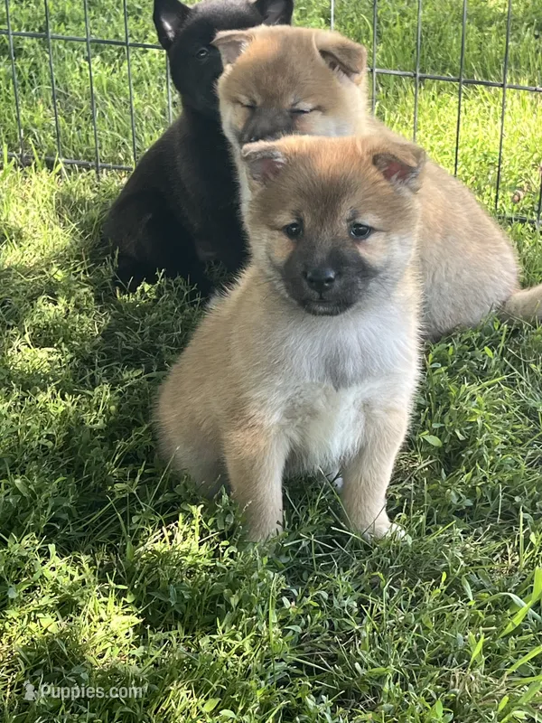 Teddy – Shiba Inu puppy for sale in Maynard, MN