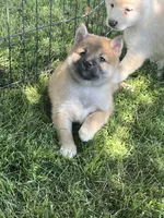 Teddy, a male Shiba Inu for sale in Maynard, MN – 4 of 8