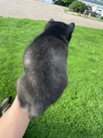 Zor, a male Alaskan Klee Kai for sale in Maynard, MN – 9 of 9